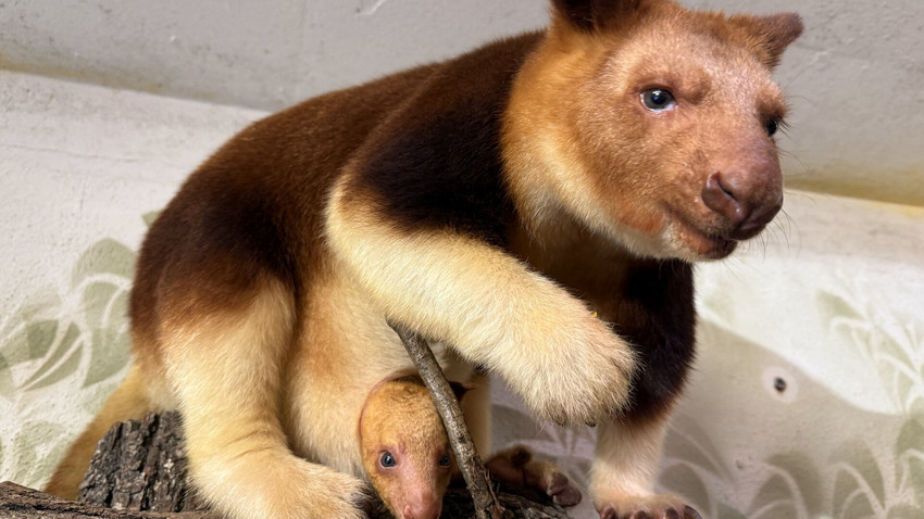 Jungtier im Frankfurter Zoo: Diese seltene Art zu sehen