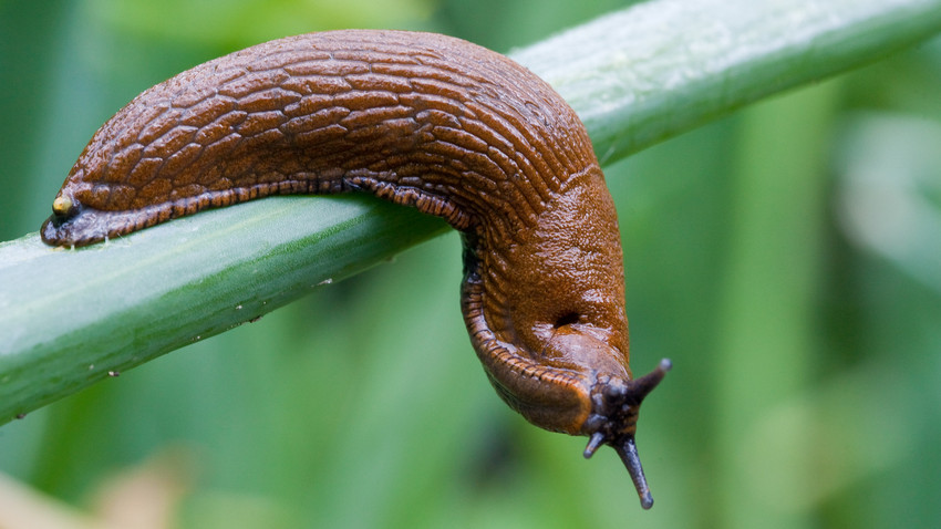 Nacktschnecke legt Ampel in Neu-Isenburg lahm