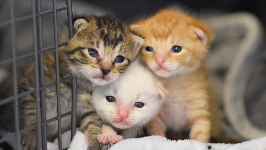 Frankfurt: Drei Katzenbabys an A66 ausgesetzt
