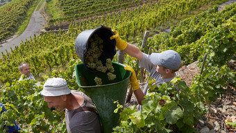 Die Rieslinglese hat im Rheingau begonnen