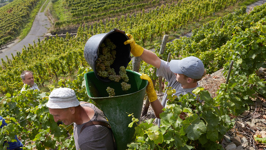 Die Rieslinglese hat im Rheingau begonnen