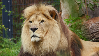 Zoo Heidelberg trauert: So alt wurde Rekord-Löwe "Chalid"