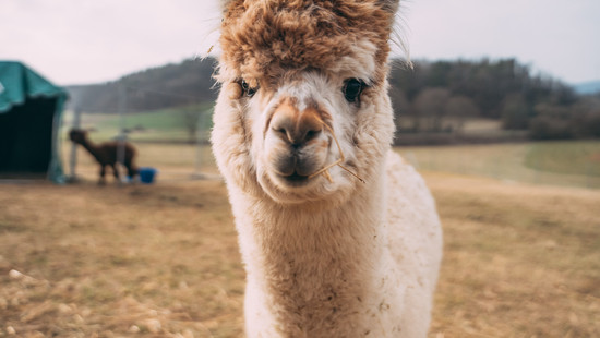 alpaka fernando ist der neue petfluencer!