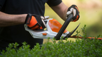 Urteil in Frankenthal: Zu hohe Hecke schließt Nachbar-Ansprüche aus