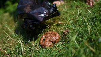 Offenbach: Streit um Hundekot endet mit Anzeige