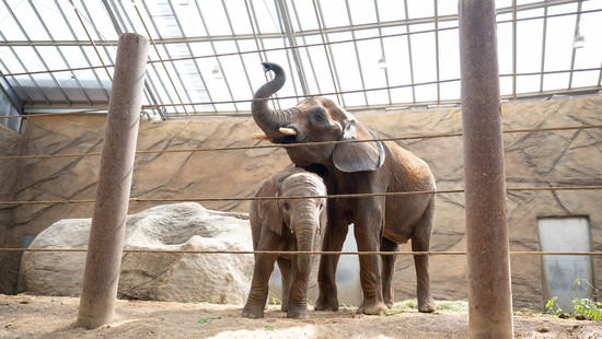 "Cristina" und "Neco": Zwei neue Elefanten im Opel-Zoo