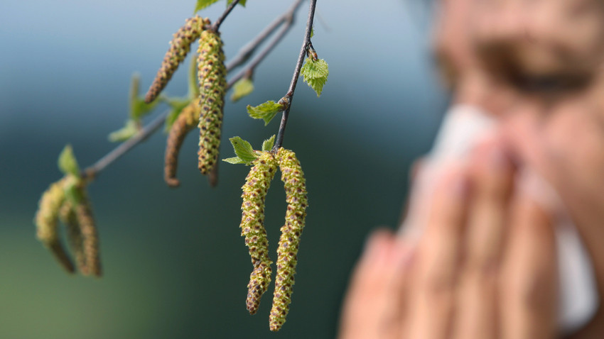 Birkenblüte explodiert! Allergikern droht heftiges Wochenende
