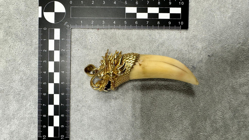 Goldkette mit Tigerzahn sichergestellt am Flughafen