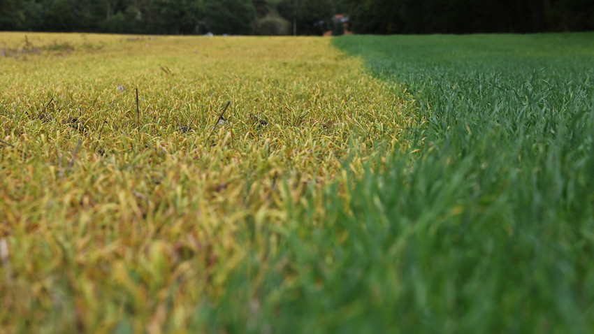 Unkrautvernichter Glyphosat: Zulassung in EU wird verlängert