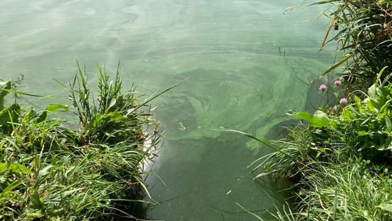 Blaualgen im Breitenbacher See in Bebra und am Seepark Kirchheim