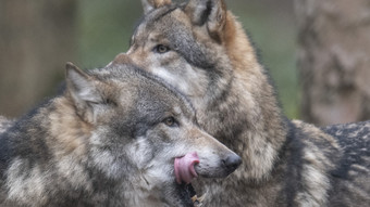 Rätsel um Wolfs-Babys in Hanau: Neue Spur zum Vater