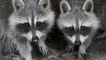 Positionspapier an Goethe Uni: Waschbären gefährden heimische Tierwelt