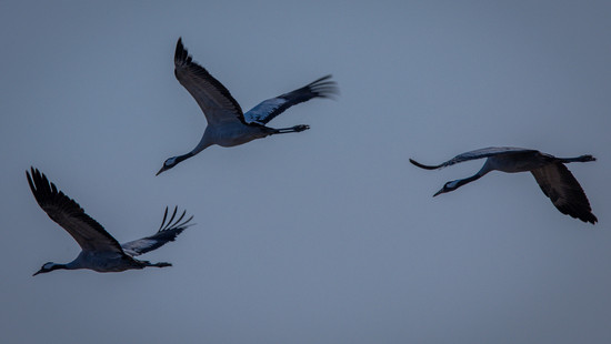 Vogelgrippe in Hessen: Tote Kraniche entdeckt