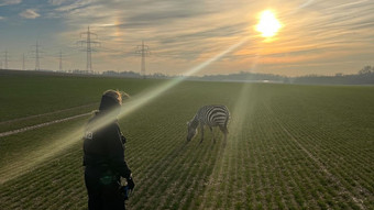 Polizei findet ausgebüxtes Zebra auf Feld in Bad Homburg