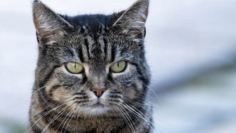 Feuer in Gründau: Mann rettet Katze aus brennendem Wohnmobil