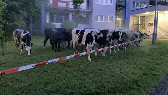 "Kuh"ler Einsatz Kassel: Polizei fängt ausgebüxte Kühe ein