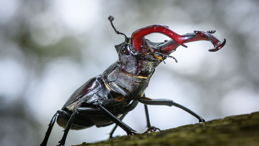 Insektenschwund in Hessen hält an