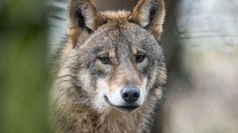 Wildtierpark Edersee: Wölfin entkommt aus Gehege - und wird erschossen