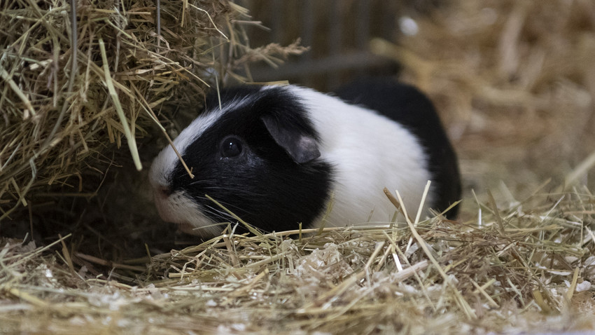 Stadt fürchtet Plage: Meerschweinchen ausgesetzt