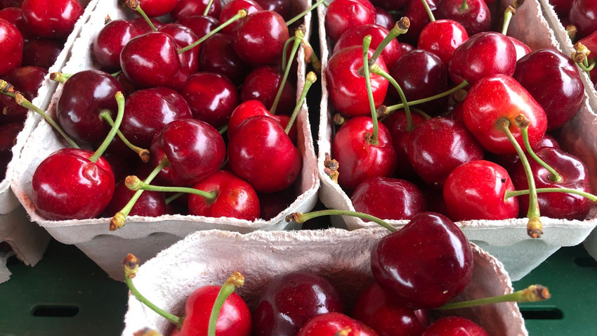 Kirschenrekord 2025: Ein Drittel mehr Ernte