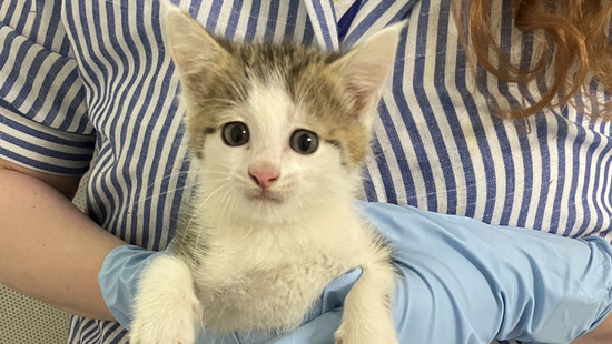 Katzenbaby bei Polizei auf Raststätte an A67 bei Lorsch gefunden