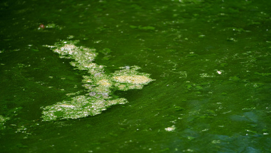 Sommerhitze bringt Blaualgen in Hessens Seen