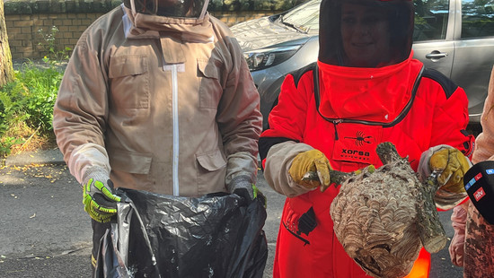 Asiatische Hornisse: Nest in Wiesbaden von Spezialisten entfernt