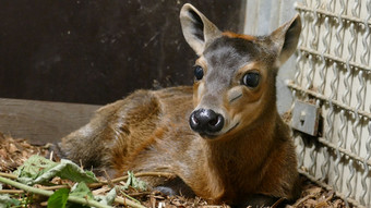 Sooo süß! Seltener Nachwuchs im Frankfurter Zoo
