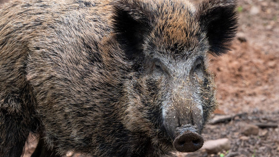 Schweinepest im Kreis Darmstadt-Dieburg angekommen: Fall in Pfungstadt