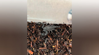 Schock in Marburg: Skorpion in Kinderzimmer entdeckt