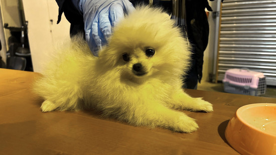 Mann will Hundewelpen auf Flohmarkt verkaufen und attackiert Polizei