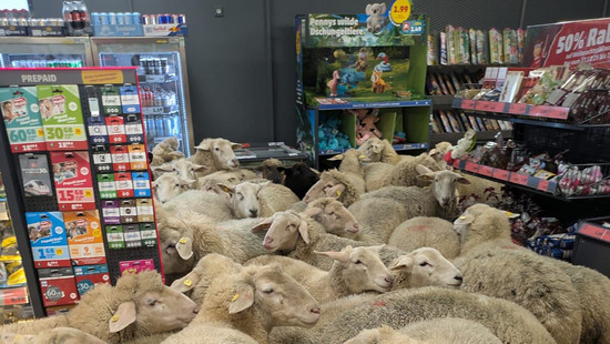 Hat Reality-Star Jannik Kontalis das Schaf-Chaos verursacht?