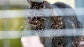 Polizei sucht Zeugen: Auf Katzen in Brensbach geschossen
