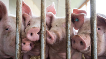 Briten importieren nach Tierseuche wieder deutsches Fleisch