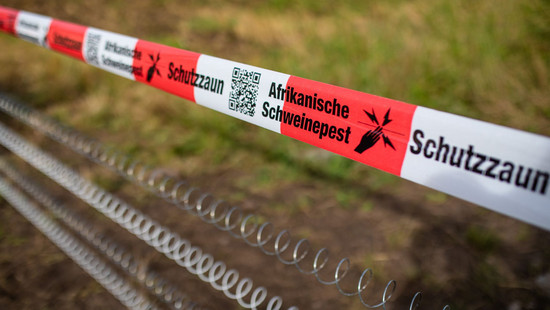 Hessen errichtet Zaun gegen Schweinepest an Grenze zu NRW