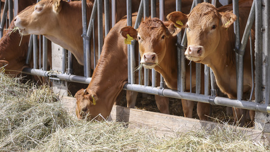 Immer weniger Rinder und Schweine in Hessen: Hohe Auflagen für Bauern