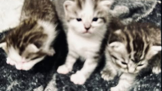 Einbrecher klauen 5 Katzenbabys in Fürth