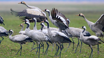 Vorboten des Frühlings: Zug der Kraniche hat begonnen