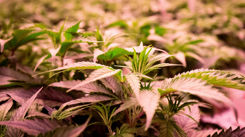 Mögliche Cannabis-Legalisierung: Bundesregierung beschließt Eckpunkte
