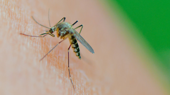 Bislang wenig Mücken in diesem Jahr, aber keine Entwarnung für Sommer