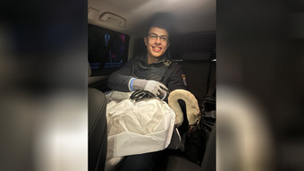 Frankfurter Polizei rettet verletzten Schwan von der A648