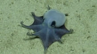 Blauer Mini-Oktopus vor den Galápagos-Inseln entdeckt