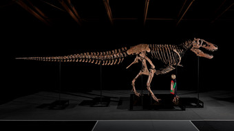 T-Rex-Skelett für 50 Millionen Dollar versteigert