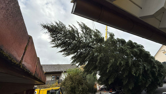 Weihnachtsbaum für Frankfurter Weihnachtsmarkt kommt aus Schöllkrippen