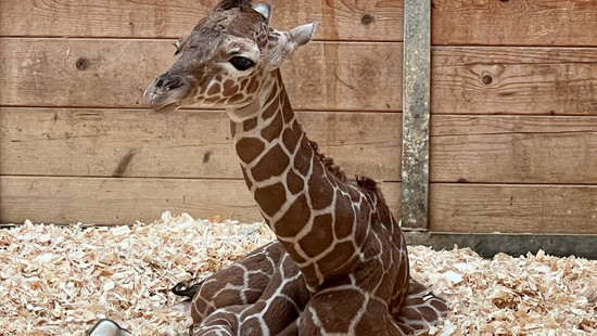 Neuer Star im Opel-Zoo: Giraffen-Baby Mumbi ist da
