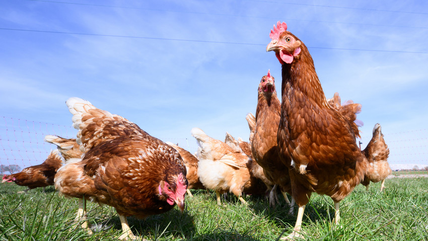 Zu Ostern könnten Eier besonders teuer werden