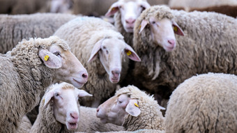 Blauzungenkrankheit in Hessen: Viele Tierhalter betroffen