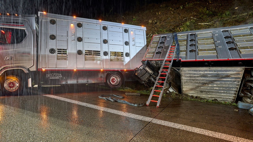 Transporter mit 40 Rindern auf A3 verunglückt