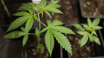 BKA-Präsident: Cannabisgesetz macht es der Polizei schwer