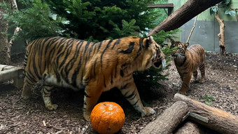 Keine Weihnachtsbäume in Oper Frankfurt: Futter für Zootiere